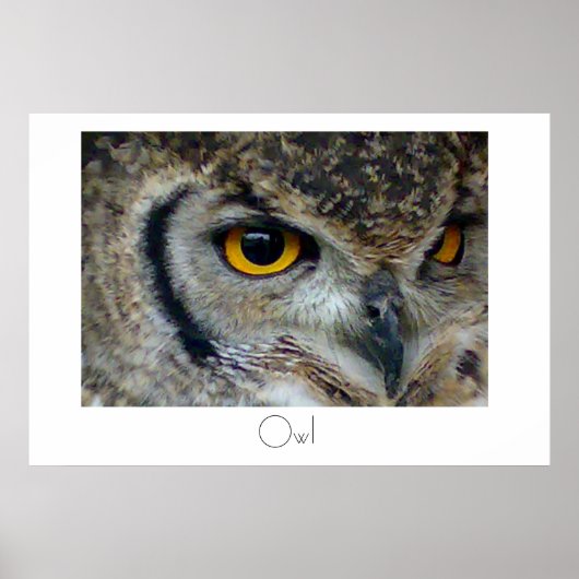 Owl Poster Design (Vorne)