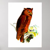 Owl Poster Print (Vorne)