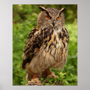 Owl Print/Poster Poster
