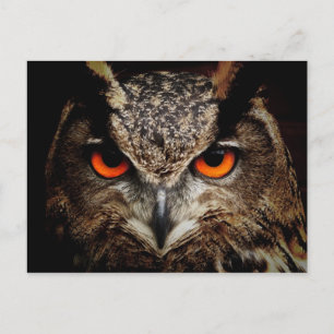 OWL Stare Postkarte
