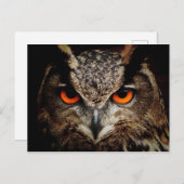OWL starren Postkarte (Vorne/Hinten)