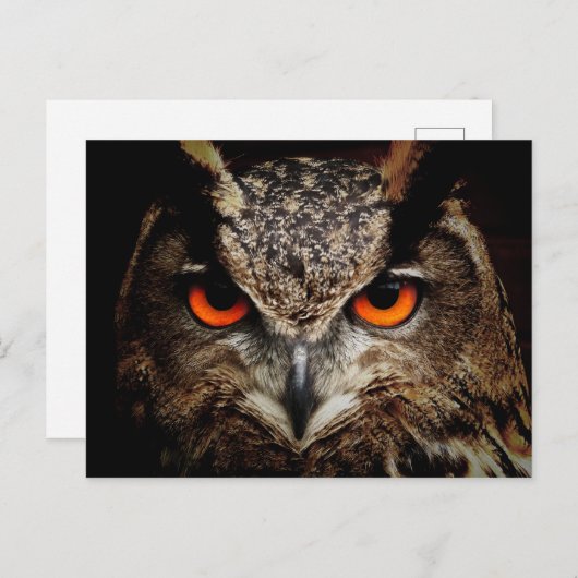 OWL starren Postkarte (Vorne/Hinten)