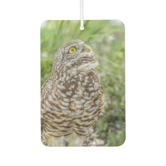 Owl sucht nach Luftfreischöfe Autolufterfrischer (Vorderseite)