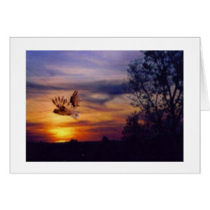 Owl Sunset Foto