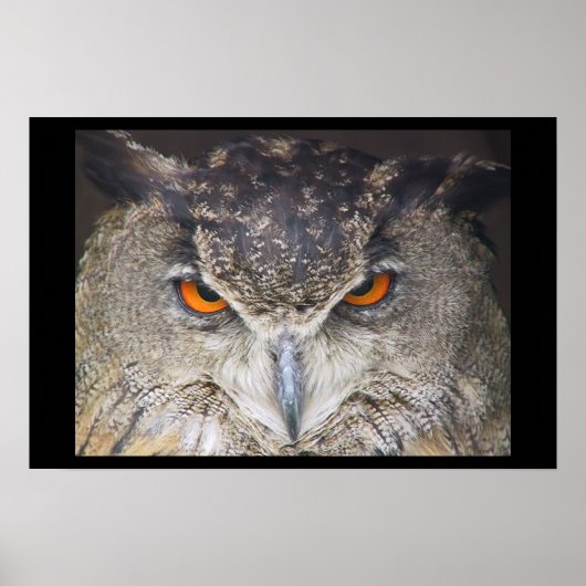 Owl Uil Poster (Vorne)