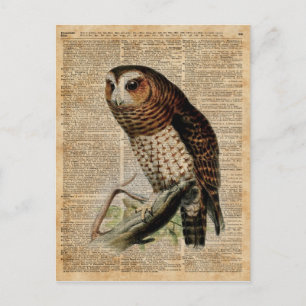 Owl Vintag Illustration Zoology Dictionary Art Postkarte