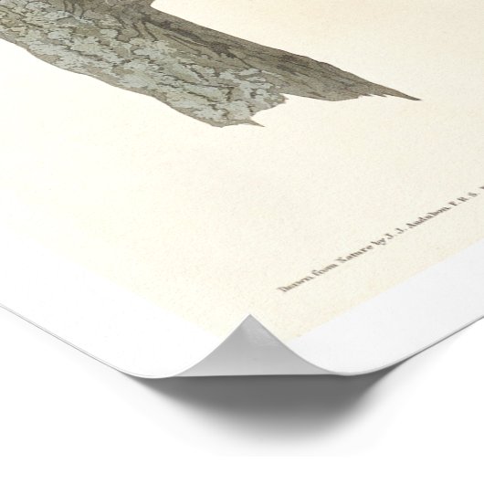 Owl von Audubon Poster (Ecke)