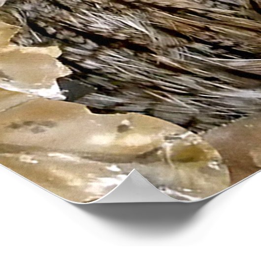 Owl Wink Poster (Ecke)