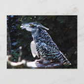 Owlama Postkarte (Vorderseite)