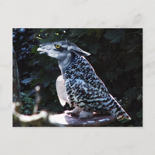 Owlama Postkarte (Vorderseite)