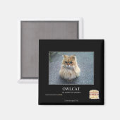 Owlcat Magnet (Vorderseite/Rückseite)