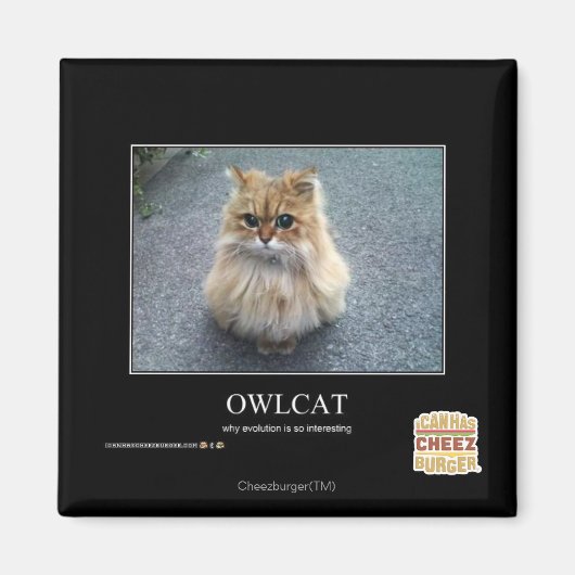 Owlcat Magnet (Vorne)