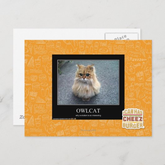 Owlcat Postkarte (Vorne/Hinten)