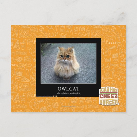 Owlcat Postkarte (Vorderseite)