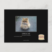 Owlcat Postkarte (Vorderseite)