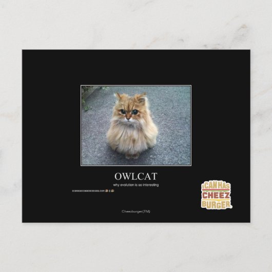 Owlcat Postkarte (Vorderseite)