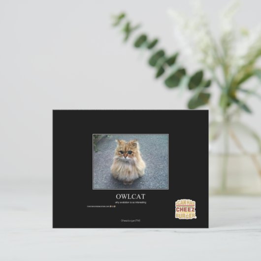Owlcat Postkarte (Stehend Vorderseite)