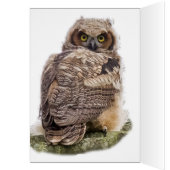 Owlet auf einer Kiefernstrasse (Innen (Links))