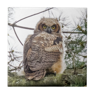 Owlet auf einer Kiefernstrasse Fliese