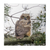 Owlet auf einer Kiefernstrasse Fliese (Vorderseite)