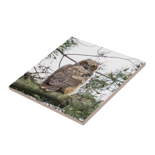 Owlet auf einer Kiefernstrasse Fliese (Seite)