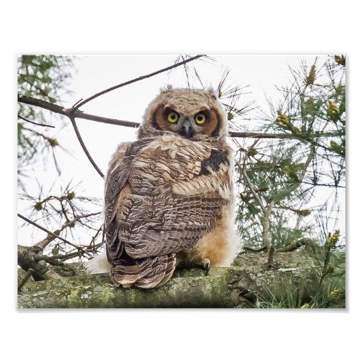Owlet auf einer Kiefernstrasse Fotodruck (Vorne)