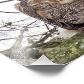 Owlet auf einer Kiefernstrasse Fotodruck (Ecke)