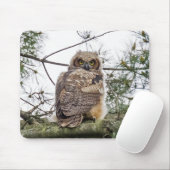 Owlet auf einer Kiefernstrasse Mousepad (Mit Mouse)