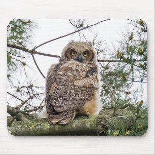 Owlet auf einer Kiefernstrasse Mousepad
