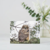 Owlet auf einer Kiefernstrasse Postkarte (Stehend Vorderseite)