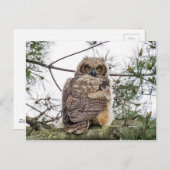 Owlet auf einer Kiefernstrasse Postkarte (Vorne/Hinten)
