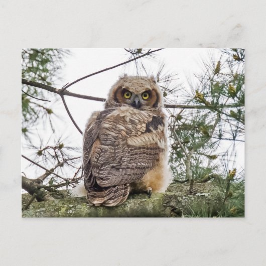 Owlet auf einer Kiefernstrasse Postkarte (Vorderseite)