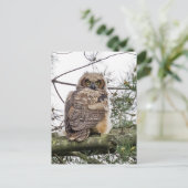 Owlet auf einer Kiefernstrasse Postkarte (Stehend Vorderseite)