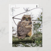 Owlet auf einer Kiefernstrasse Postkarte (Vorne/Hinten)
