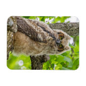 Owlet Magnet (Horizontal)