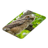 Owlet Magnet (Linke Seite)