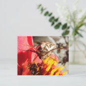 Owlet Moth ~ Postkarte (Stehend Vorderseite)