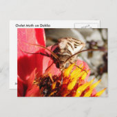 Owlet Moth ~ Postkarte (Vorne/Hinten)