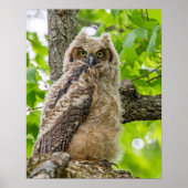 Owlet Poster (Vorne)