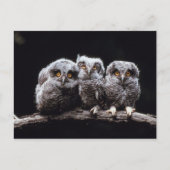 Owlet Trio Postkarte (Vorderseite)