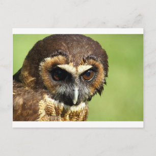 Owls Animal Birds Nature Park Tree Harmony Destiny Postkarte