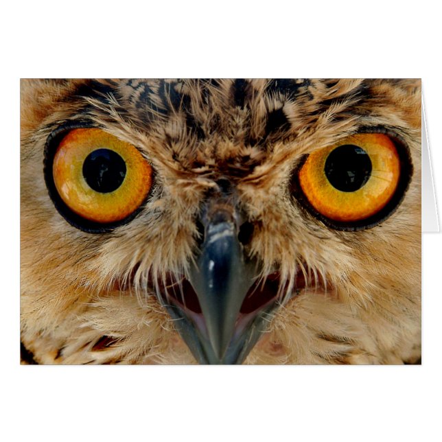Owls Eyes (Vorderseite (Horizontal))