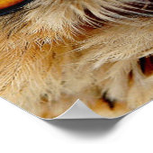 Owls Eyes Poster (Ecke)