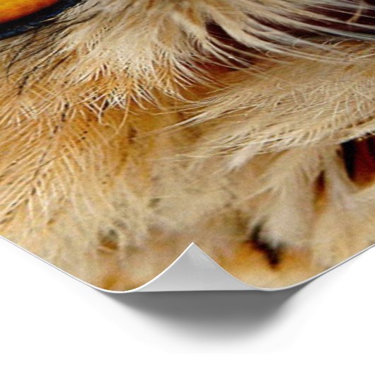 Owls Eyes Poster (Ecke)