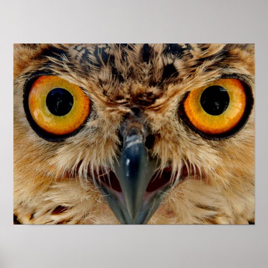 Owls Eyes Poster (Vorne)