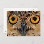 Owls Eyes Postkarte (Vorne/Hinten)