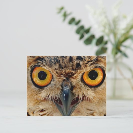Owls Eyes Postkarte (Stehend Vorderseite)