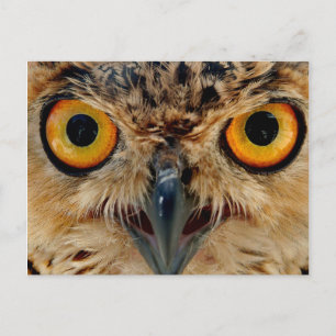Owls Eyes Postkarte