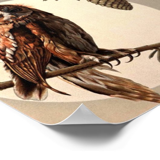 Owls in Moon Light von Anton Seder Poster (Ecke)