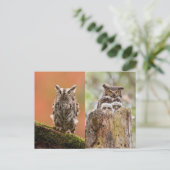 Owls Postcard Postkarte (Stehend Vorderseite)